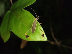 Anisoscelis marginellus