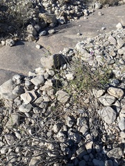 Cyphomeris gypsophiloides