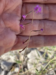 Cyphomeris gypsophiloides