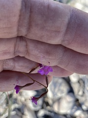 Cyphomeris gypsophiloides