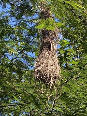 Cassiculus melanicterus