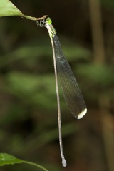 Mecistogaster linearis