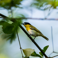 Pachyramphus viridis xanthogenys