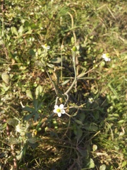 Ranunculus apiifolius