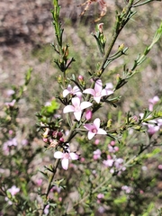 Cyanothamnus anemonifolius aurifodinus