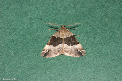 Pseudocoremia pergrata