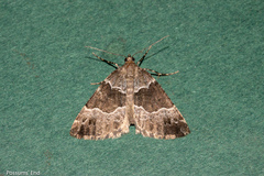 Pseudocoremia pergrata