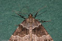 Pseudocoremia pergrata