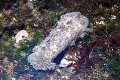 Discodorididae