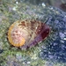 Many-coloured Abalone - Photo (c) もふ, some rights reserved (CC BY-NC), uploaded by もふ