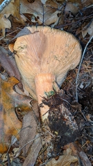 Lactarius aestivus