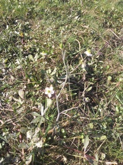 Ranunculus apiifolius