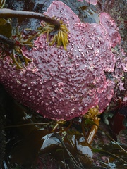 Lithothamnion phymatodeum