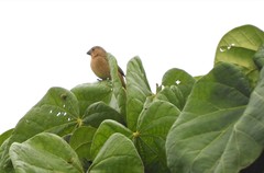 Sporophila corvina