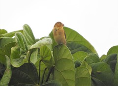 Sporophila corvina