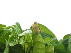 Sporophila corvina