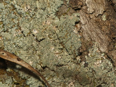 Phaeophyscia squarrosa