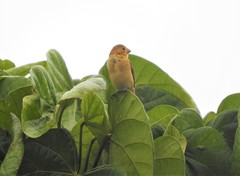 Sporophila corvina