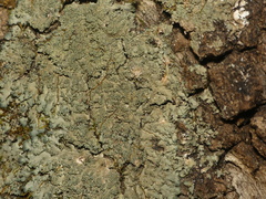 Phaeophyscia squarrosa