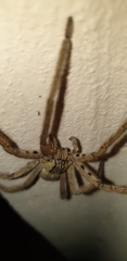 Cupiennius salei