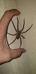 Cupiennius salei