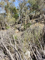 Austrostipa densiflora