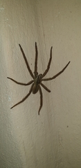 Cupiennius salei
