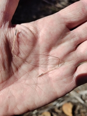 Austrostipa densiflora