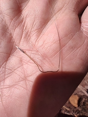 Austrostipa densiflora