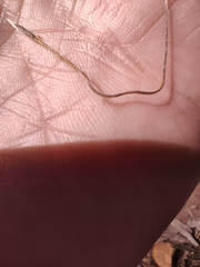 Austrostipa densiflora