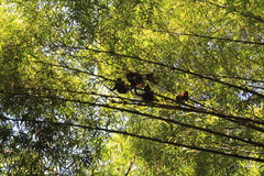 Alouatta macconnelli