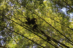 Alouatta macconnelli