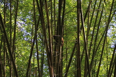 Alouatta macconnelli