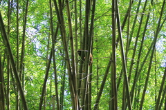 Alouatta macconnelli