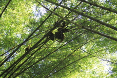 Alouatta macconnelli
