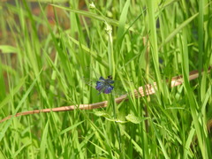 Rhyothemis triangularis