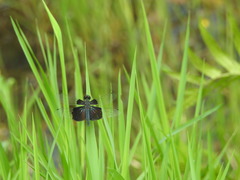 Rhyothemis triangularis