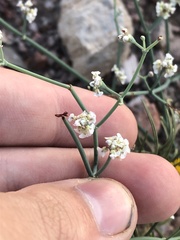 Eriogonum rotundifolium