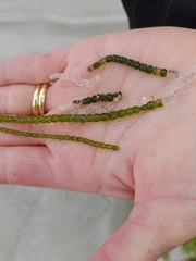 Chaetomorpha coliformis