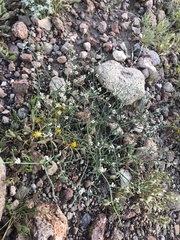 Eriogonum rotundifolium