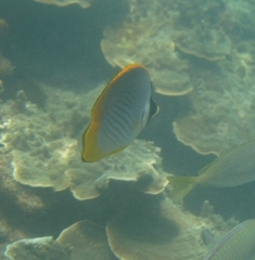 Chaetodon adiergastos