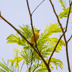 Metopothrix aurantiaca