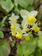 Epimedium × versicolor