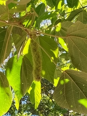 Mallotus mollissimus (Mallotus mollissimus)