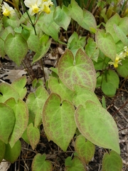 Epimedium × versicolor