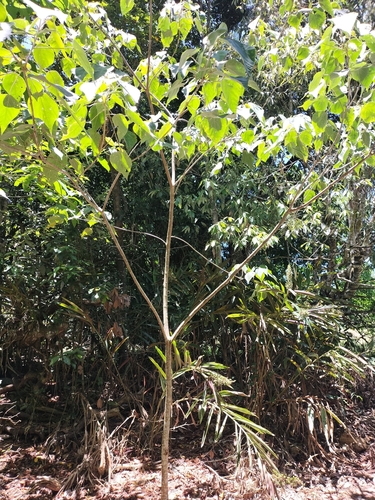 Image of Mallotus mollissimus by (c) Matthew Borella, some rights reserved (CC BY)