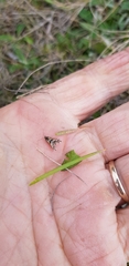 Diasemia grammalis
