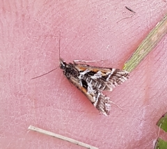 Diasemia grammalis