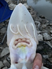 Scaphirhynchus platorynchus