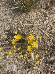 Xanthisma gracile
